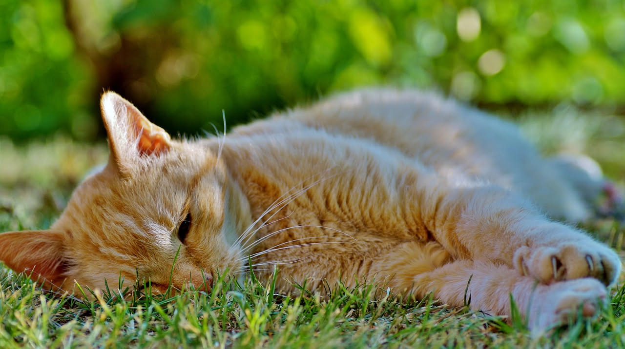 Gatto attivo ma inappetente: scopri le cause e quando consultare il veterinario per la salute del tuo felino.