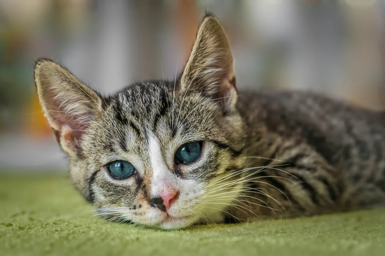 Gatto magro con espressione triste, seduto vicino alla ciotola vuota, evidenziando la sua inappetenza.